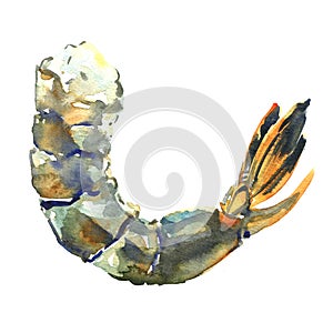 Raw fresh tiger shrimp, prawn, isolated, watercolor illustration on white