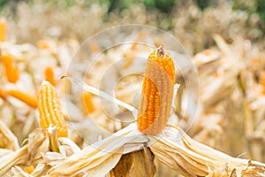 Raw Fresh Yellow Corn Cobs with Dry Plant in Field