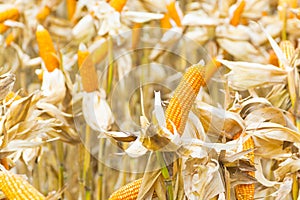 Raw Fresh Yellow Corn Cobs with Dry Plant in Field