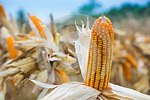 Raw Fresh Yellow Corn Cobs with Dry Plant in Field