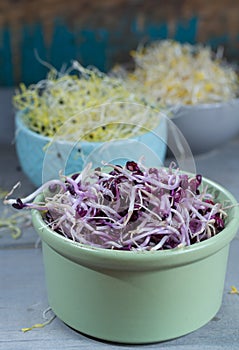 Raw fresh young organic sprouts of leek, alfalfa and red reddish