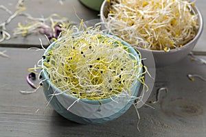 Raw fresh young organic sprouts of leek, alfalfa and red reddish