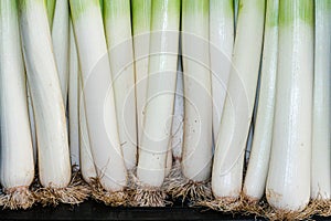 Raw freshly grown green onion leeks.