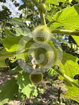 Raw fruit of of Solanum ferox or Solanum stramonifolium