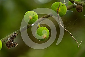 Raw fruits of sand paper tree or Ficus exasperata