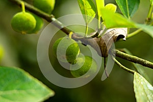 Raw fruits of sand paper tree or Ficus exasperata