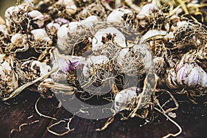 Raw garlic plants drying on wooden table