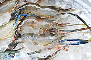 Raw giant freshwater prawn