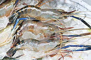 Raw giant freshwater prawn