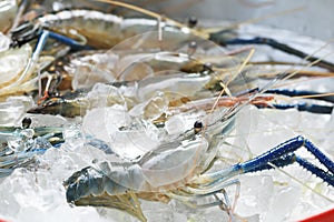 Raw giant freshwater prawn