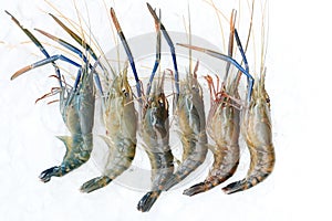 Raw giant freshwater prawn