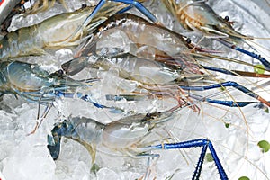 Raw giant freshwater prawn