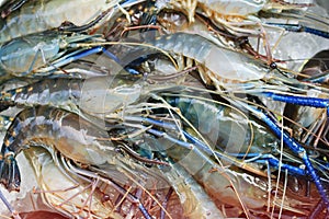 Raw giant freshwater prawn