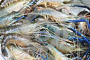 Raw giant freshwater prawn