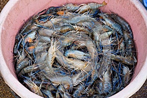 Raw giant freshwater prawn, Fresh shrimp on Ice in bucket.