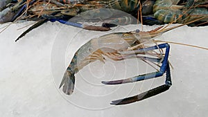 Raw Giant freshwater prawn  Macrobrachium rosenbergii