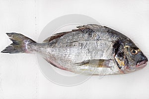 Raw gilt-head sea bream Orata on white paper