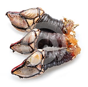 Raw goose barnacles close up isolated on white background