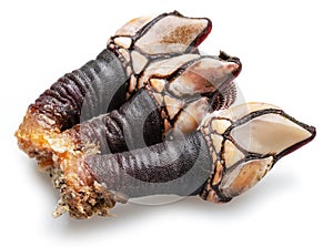 Raw goose barnacles close up isolated on white background