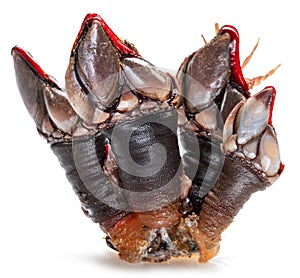 Raw goose barnacles close up isolated on white background