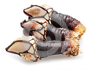 Raw goose barnacles close up isolated on white background