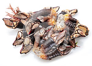 Raw goose barnacles close up isolated on white background