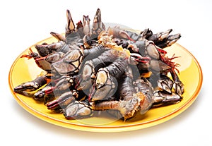 Raw goose barnacles close up on yellow plate on white background