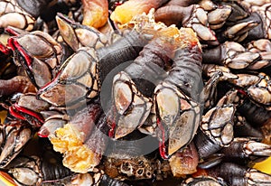 Raw goose barnacles closeup. Food background