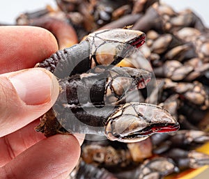 Raw goose barnacles in man's hand on white background