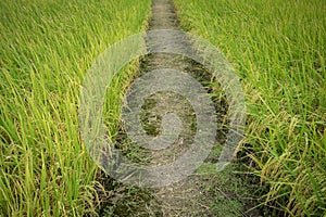 Raw grain rice flied agriculture plant