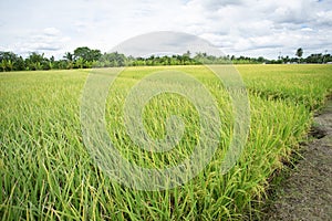 Raw grain rice flied agriculture plant