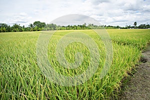 Raw grain rice flied agriculture plant photo