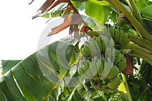 Raw green comb whole banana group hanging on the tree