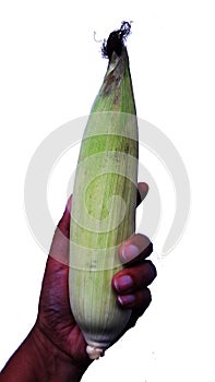 raw green corn with its cover in hand isolated on white background