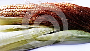 raw green corn pealed with its threads closeup