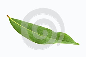 Raw green Laurel leaves