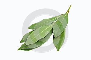 Raw green Laurel leaves
