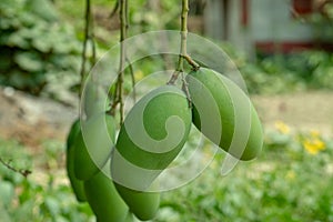 Raw and green mango with mango tree just 1 foot above the ground