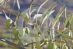 Raw green olives (Olea europaea)