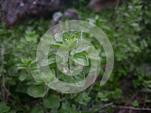 Raw green Oregano in field. Greek natural herb oregano. Green and fresh oregano flowers. Aromatic culinary herbs