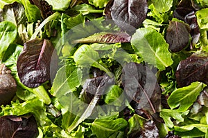 Raw Green Organic Baby Spring Lettuce