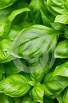 Raw Green Organic Basil Plant