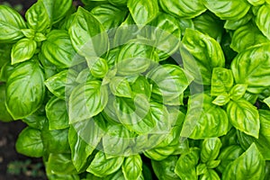 Raw Green Organic Basil Plant