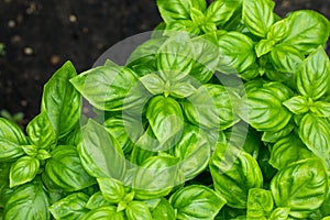 Raw Green Organic Basil Plant