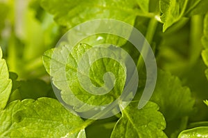 Raw Green Organic Dropwort Herb
