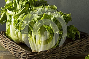 Surový zelený čekanka salát 