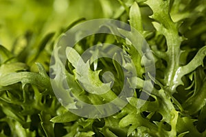 Raw Green Organic Frisee Lettuce