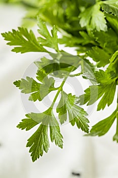 Raw Green Organic Italian Flat Leaf Parsley