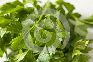 Raw Green Organic Italian Flat Leaf Parsley
