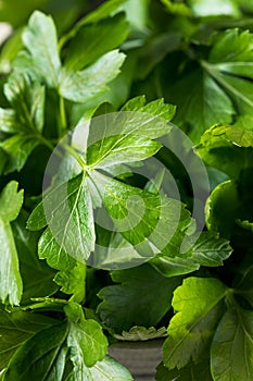 Raw Green Organic Italian Flat Leaf Parsley